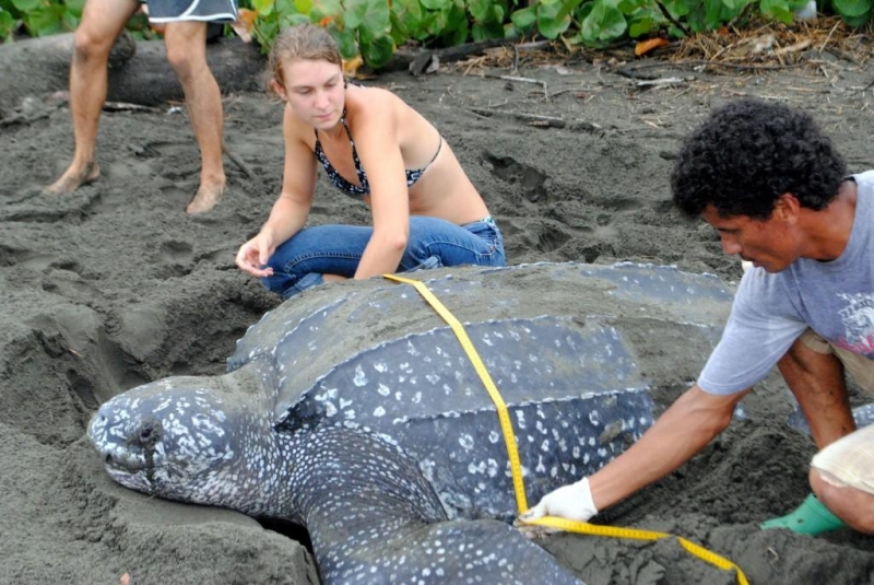 Costa Rica Sea Turtle Ecology Program