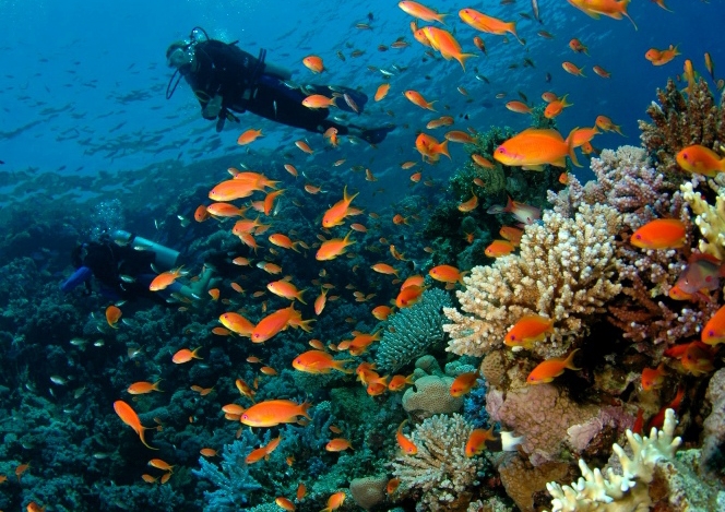 Curaçao Advanced Marine Biology
