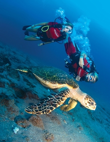 Bahamas Marine Biology