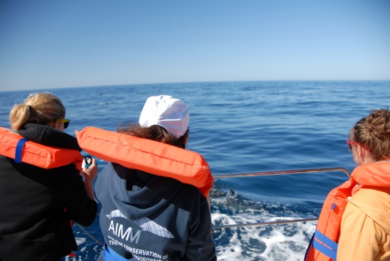 Dolphin Research Internship in Portugal