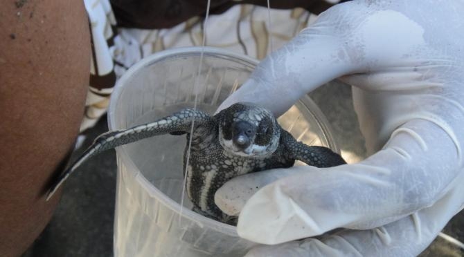 Leatherback Turtle Research, Costa Rica