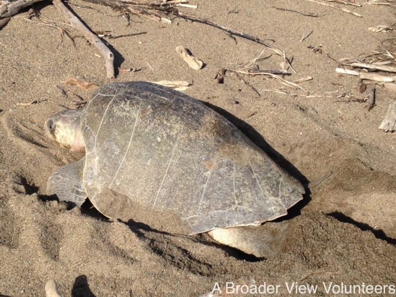 Sea Turtle Marine Conservation Program Pacific Coast