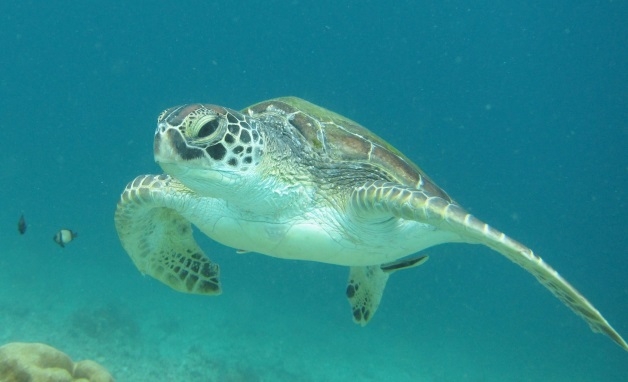 Turtle Conservation on a Pristine White Sand Island