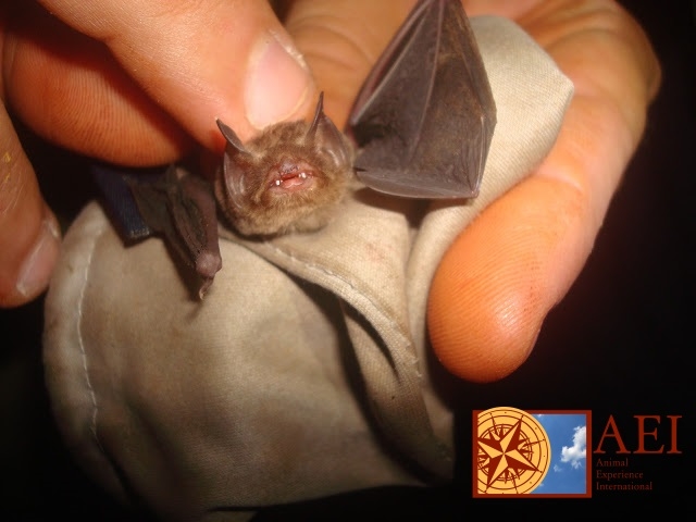 Bat Conservation in Cuba