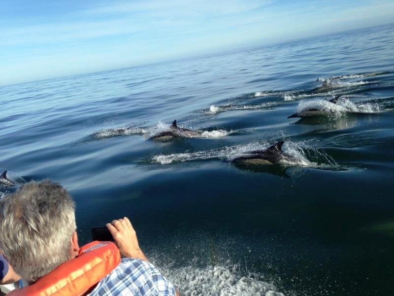 Dolphin & Whale Experience and Coastal Conservation