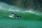 Dolphin & Whale Experience and Coastal Conservation