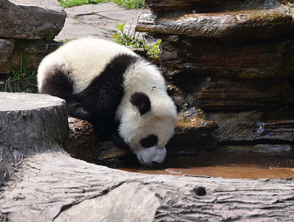 Care For and Conserve Pandas in China