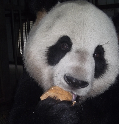 Care For and Conserve Pandas in China