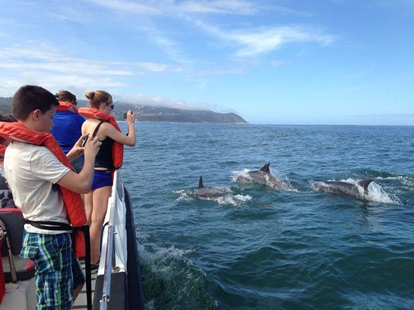 Whale and Dolphin Monitoring in South Africa