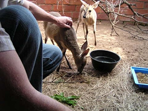 Wildlife Rescue, Rehabilitation and Animal Care in KZN, South Africa, with Budget Volunteering