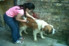Volunteer with Domestic Animal India