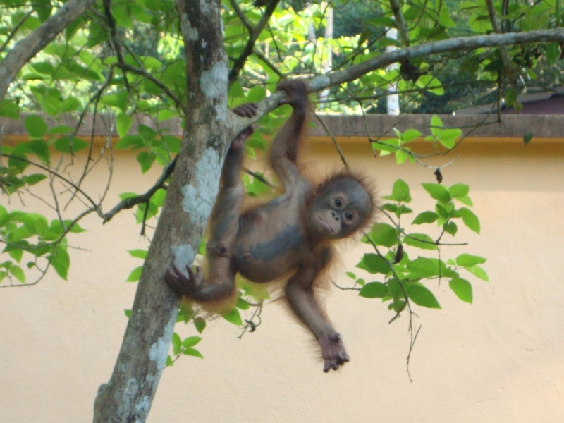 Orangutan Conservation in Sarawak