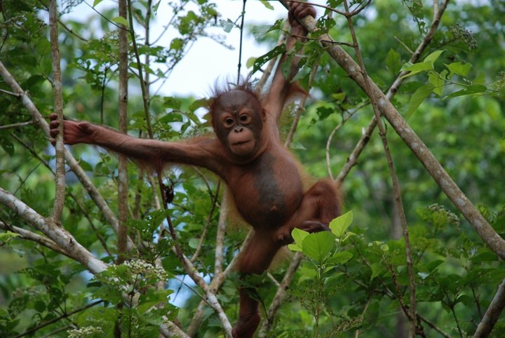 Orangutan Conservation in Sarawak