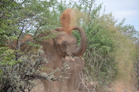 Namibian Desert Elephants Conservation Project