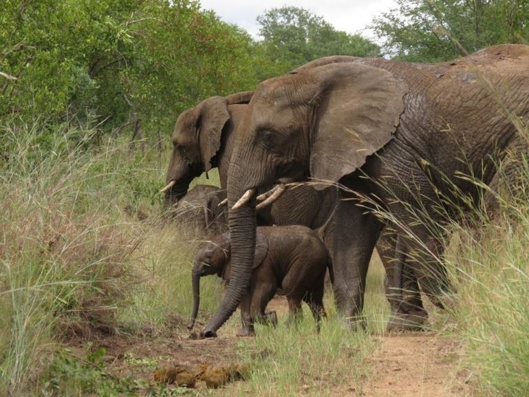 Namibian Desert Elephants Conservation Project