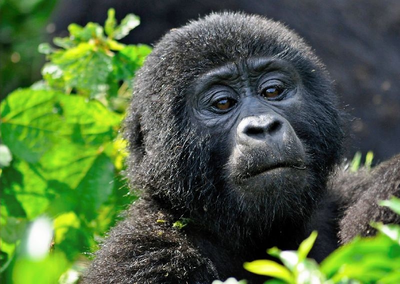Gorilla Conservation in Uganda