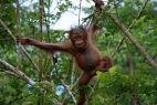 Orangutan and Tribes in Borneo