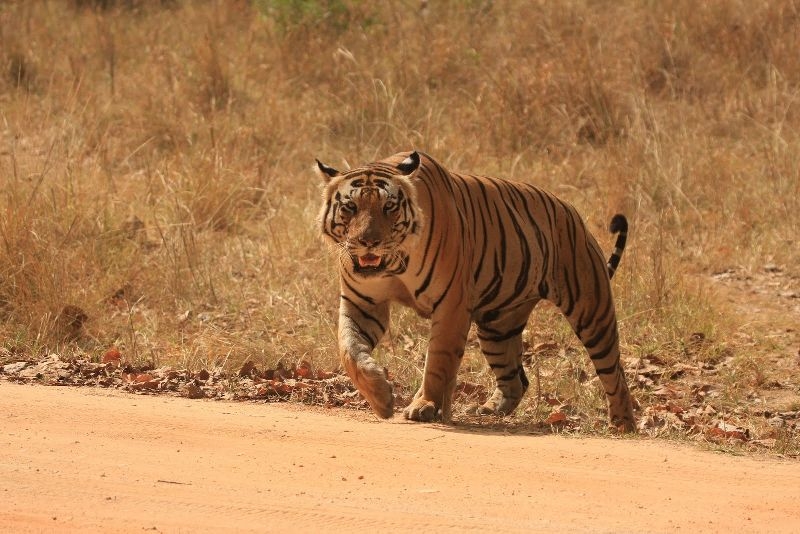 Tiger Conservation in India