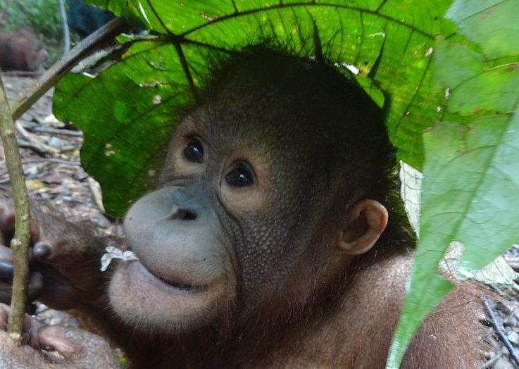 Orangutan Conservation in Kalimantan