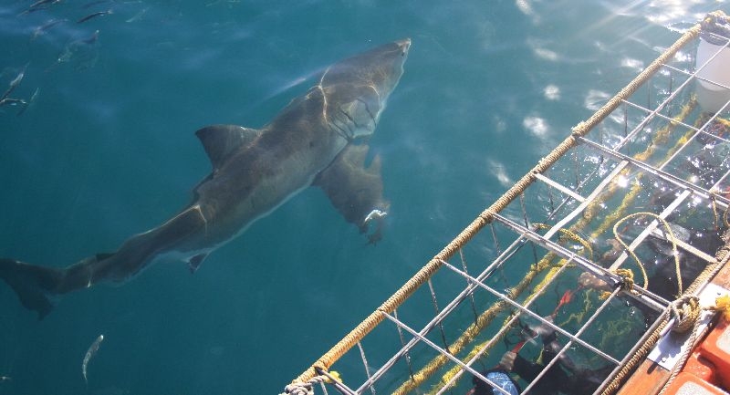 Great White Shark Conservation in South Africa
