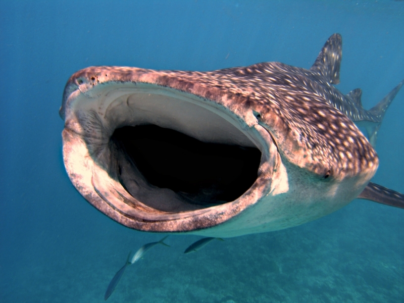 Whale Shark Research Project