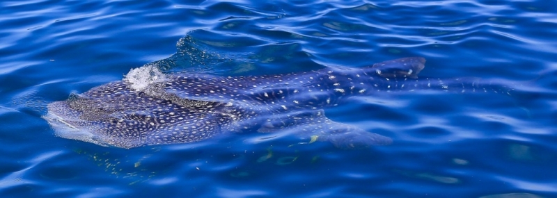 Whale Shark Conservation in Tanzania