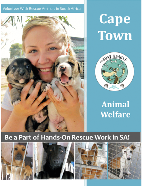 Get involved in Hands-on Animals Rescue Work!