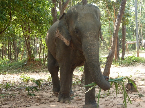 Elephant Protection Volunteer, Thailand