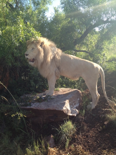 Living with Lions, South Africa