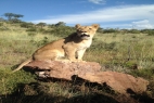 Living with Lions, South Africa