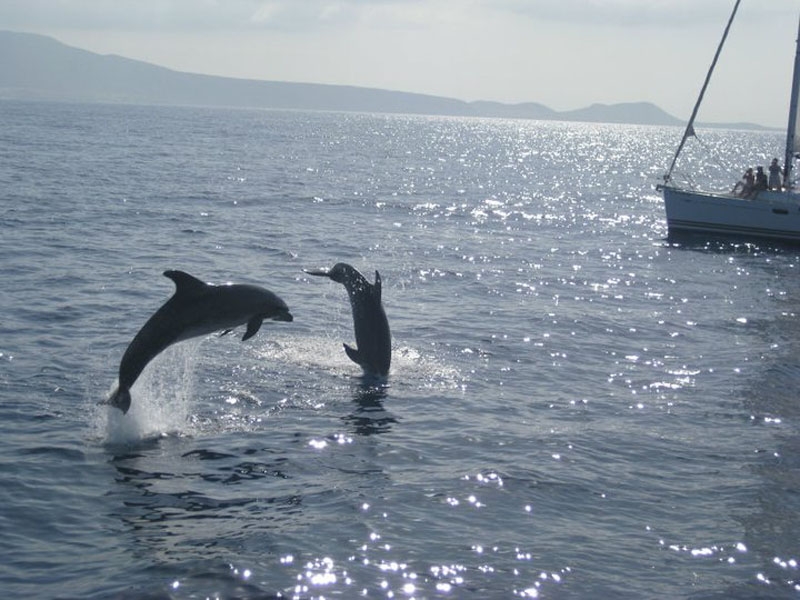 Tenerife Whale & Dolphin Conservation