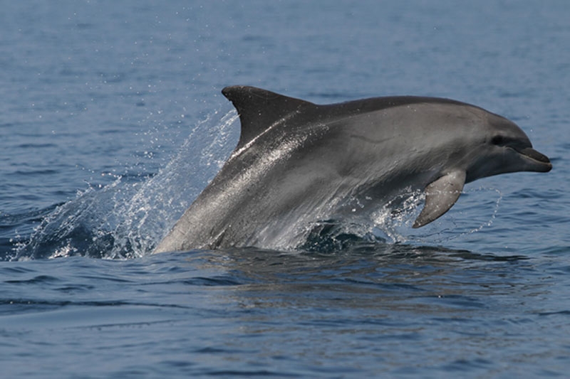 Tenerife Whale & Dolphin Conservation
