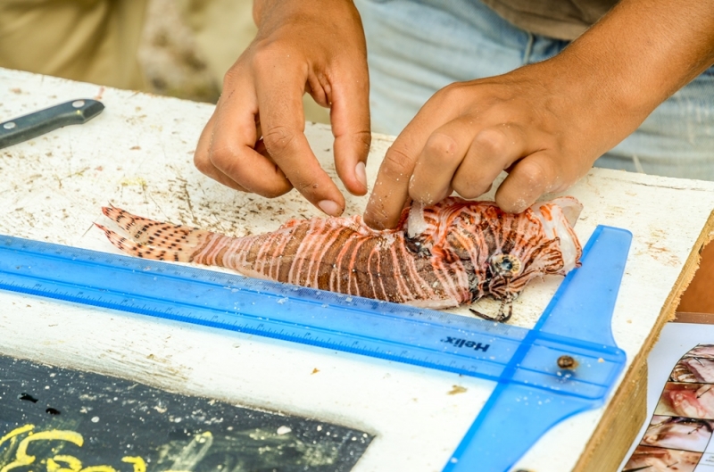 Blue Ventures Lionfish Culling Project in Belize