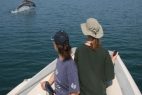 Dolphin Research Volunteer Project, Greece