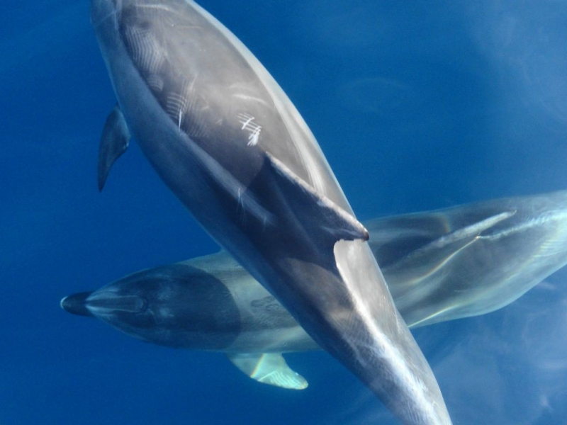 Dolphin Conservation in Croatia