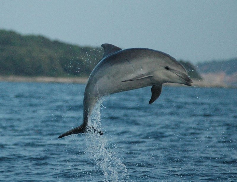 Dolphin Conservation in Croatia