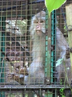 Wildlife Rehabilitation in Indonesia