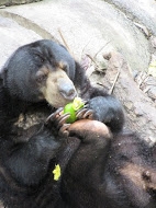 Wildlife Rehabilitation in Indonesia