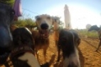 Dog Rescue in Spain