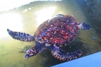 Sea Turtle Conservation in Sri Lanka
