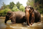 Elephant Volunteer Project, Thailand