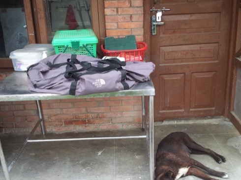 Volunteer Kathmandu, Nepal: Street Dog Care Center Program