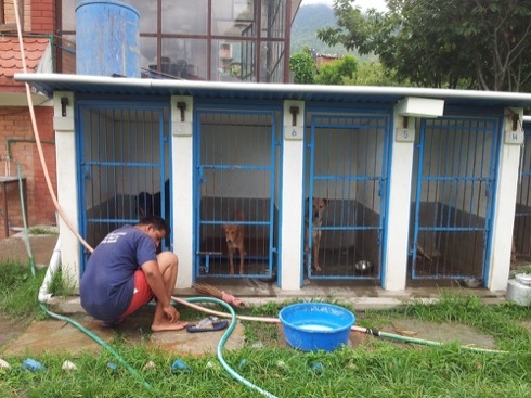 Volunteer Kathmandu, Nepal: Street Dog Care Center Program
