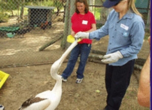 Care for animals at a Wildlife Rehabilitation Centre