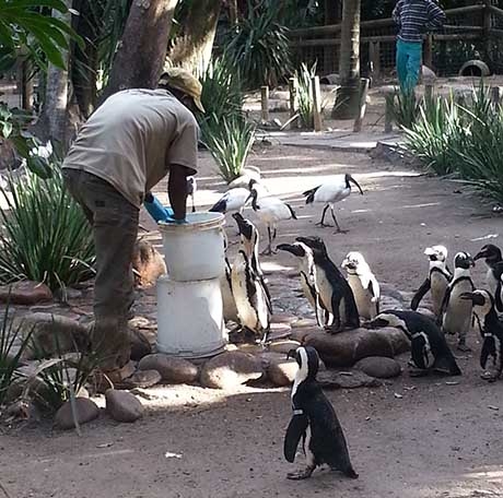 Volunteer at a Bird and Wildlife Sanctuary in Cape Town