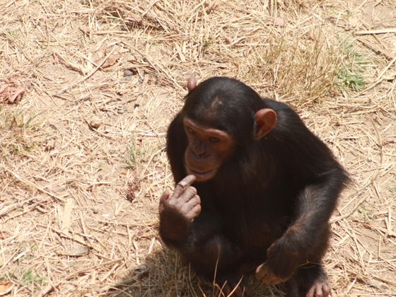 Chimpanzee Sanctuary and Conservation Volunteering Zambia