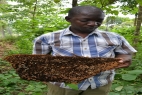 Save Bees by Training the community in Uganda
