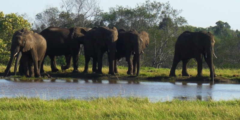 Practical Conservation & Elephant Experience in South Africa