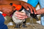 Penguin and Marine Bird Rescue Center