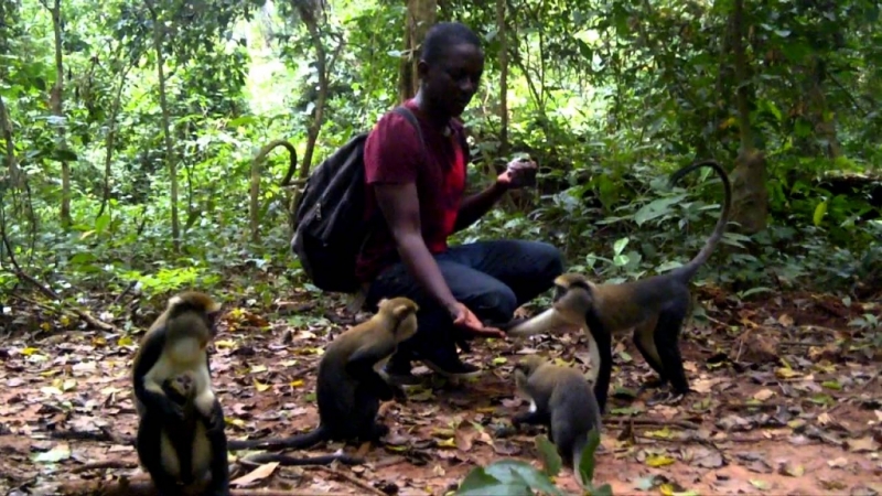 Volunteers Assistance in Tafi Monkey Sanctuary/kyabobo park